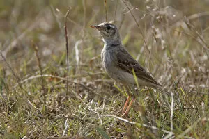 Images Dated 14th July 2009: Tawny pipit (Anthus campestris) on ground, Bagerova Steppe, Kerch Peninsula, Crimea