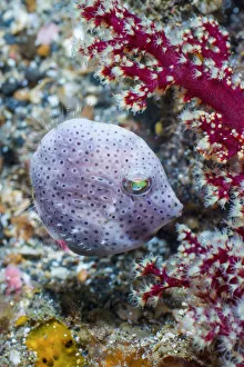 Taylors pygmy leatherjacket (Brachaluteres taylori). Lembeh Strait, North Sulawesi