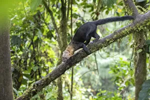 2019 July Highlights Gallery: Tayra (Eira barbara) climbing in a tree in rainforest habitat with fern covered trees