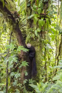 Tayra (Eira barbara) climbing in a tree in rainforest habitat with fern covered trees