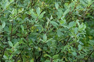 Willows Prints: Tea-leaf willow (Salix phylicifolia) leaves and twigs