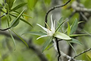 Tea mangrove (Pelliciera rhizophorae) flower, Pochote Estuary, Costa Rica, Vulnerable