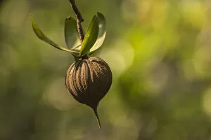 Ericales Gallery: Tea mangrove (Pelliciera rhizophorae) seed, Pochote Estuary, Costa Rica, Vulnerable