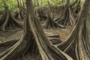 Tea mangroves (Pelliciera rhizophorae) Pochote Estuary, Costa Rica. Vulnerable species