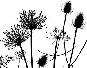 2019 March Highlights Collection: Teasel (Dipsacus fullonum), Hedge parsley (Torilis) and Allium seedhead silhouettes