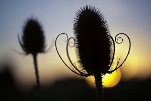 Dipsacaceae Prints: Teasel seedhead (Dipsacus fullonum) silhouetted at sunset. Peak District National Park