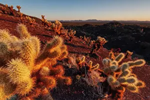Spike Prints: Teddy-bear cholla (Cylindropuntia bigelovii) at sunrise