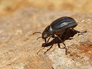 Tenebrionoidea Prints: Teide darkling beetle (Pimelia ascendens) walking over volcanic rock