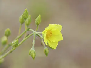 Cistaceae Prints: Teide helianthemum (Helianthemum juliae) in flower