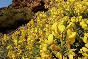 Legume Prints: Teide sticky broom (Adenocarpus viscosus) bushes in flower