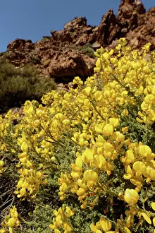Legume Prints: Teide sticky broom (Adenocarpus viscosus) bushes in flower