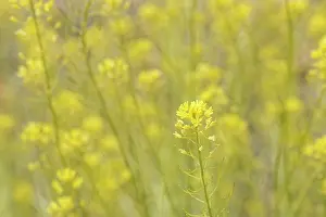 Mustard Prints: Teide straw (Descurainia bourgaeana) in flower