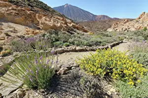 Legume Prints: Teide wallflower (Erysimum scoparium)