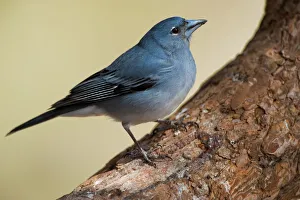 Images Dated 22nd May 2009: Teides blue chaffinch (Fringilla teydea) on tree, Teide National Park, Tenerife
