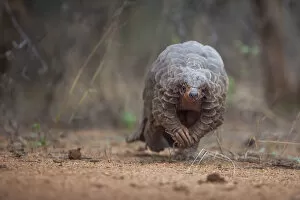 Animal Scale Gallery: Temmincks ground pangolin (Smutsia temminckii) forages during a soft release