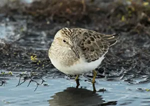 Lapland Prints: Temminck's stint (Calidris temminckii) resting at the edge of a stream