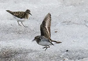 Sandpiper Prints: Temminck's stints (Calidris temminckii) pair