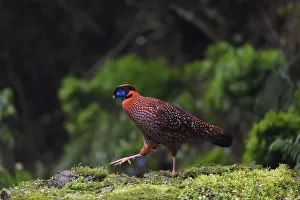 Tragopan Prints: Temmincks tragopan pheasant (Tragopan temminckii) Chongqing region, Sichuan, China