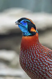 Tragopan Prints: Temminck's tragopan (Tragopan temminckii) head portrait