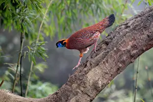 Tragopan Prints: Temminck's tragopan (Tragopan temminckii) male