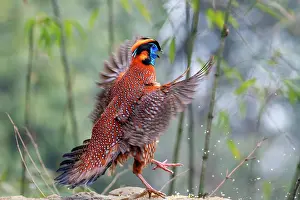 Tragopan Prints: Temminck's tragopan (Tragopan temminckii) male
