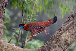 Tragopan Prints: Temminck's tragopan (Tragopan temminckii) male