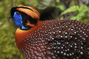 Tragopan Prints: Temmincks tragopan (Tragopan temminckii) male bird walking throught the forest