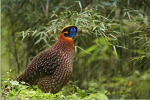Tragopan Prints: Temmincks tragopan (Tragopan temminckii) Tangjiahe Nature Reserve, Sichuan province, China