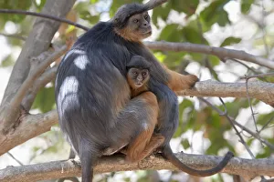Temmincks western red colobus (Piliocolobus temminckii) female and baby sitting in tree