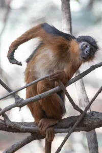 Temmincks western red colobus (Piliocolobus temminckii) sitting in tree, Gambia