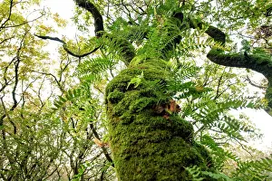 Pteridophytina Prints: Temperate rainforest with Sessile oak (Quercus petraea)