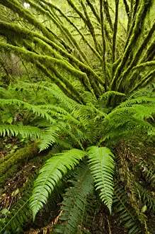 Acer Gallery: Temperate rainforest with Vine maple (Acer circinatum) and fern, Golden Ears provincial park