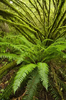Optimistic Prints: Temperate rainforest with Vine maple (Acer circinatum) and fern