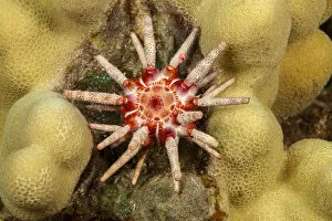 Ten-lined urchin (Eucidaris metularia) nestled on a reef, close up, Hawaii, Pacific Ocean