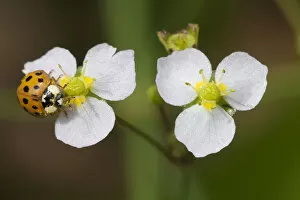 Images Dated 30th June 2012: Ten-spotted ladybird (Adalia decempunctata) on Common Water-plantain (Alsima plantago-aquatica)