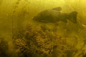 Images Dated 29th May 2009: Tench (Tinca tinca) in peat pond, Fribourg, Switzerland, May 2009