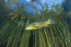 Tench (Tinca tinca) amongst reeds, Sion, Valais canton, southwestern Switzerland