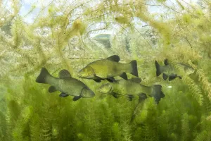 Saxifragales Prints: Tench (Tinca tinca) during spawning period amongst European watermilfoil