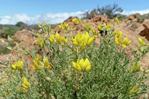 Legume Prints: Tenerife bird's-foot trefoil (Lotus campylocladus) clump flowering at 2100m