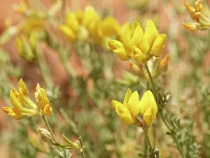 Legume Prints: Tenerife bird's-foot trefoil (Lotus campylocladus) flowering