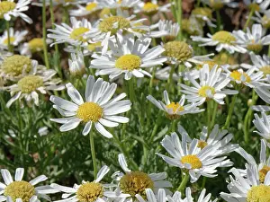 Sunflower Family Prints: Tenerife daisy (Argyranthemum teneriffae) clump in flower