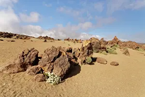 Sunflower Family Prints: Tenerife daisy (Argyranthemum teneriffae) clump flowering among volcanic pumice and rocks