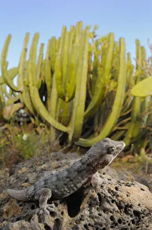 Gecko Prints: Tenerife wall gecko (Tarentola delalandii) endemic to Tenerife, Canary Islands