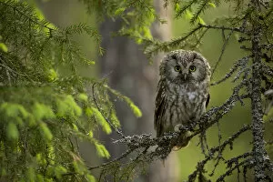 Aegolius Funereus Gallery: Tengmalm Owl (Aegolius funereus) perched on a branch, Finland