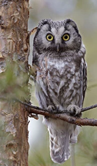Aegolius Gallery: Tengmalms / Boreal owl (Aegolius funereus) perched on branch, Kuusamo, Finland, May