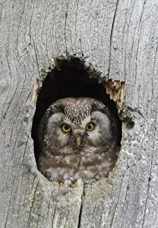 Tengmalms / Boreal owl (Aegolius funereus) looking out of hole in tree, Kuusamo