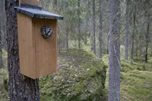 Aegolius Funereus Gallery: Tengmalms owl (Aegolius funereus) peering out of nestbox, Bergslagen, Sweden, June 2009