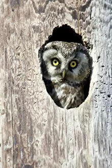 Aegolius Funereus Gallery: Tengmalms Owl, Boreal Owl (Aegolius funereus) looking out from its nest hole, Norway