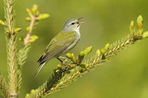Tennessee Warbler (Vermivora peregrina) male perched in a pine tree branch, singing in spring