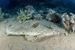 Red Sea Prints: Tentacled flathead (Papilloculiceps longiceps) resting on seabed